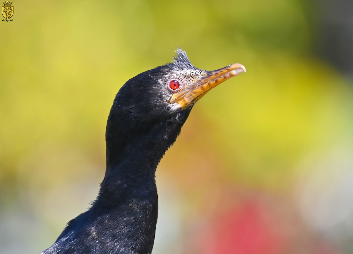 Uzun Kuyruklu Karabatak - ML642658747