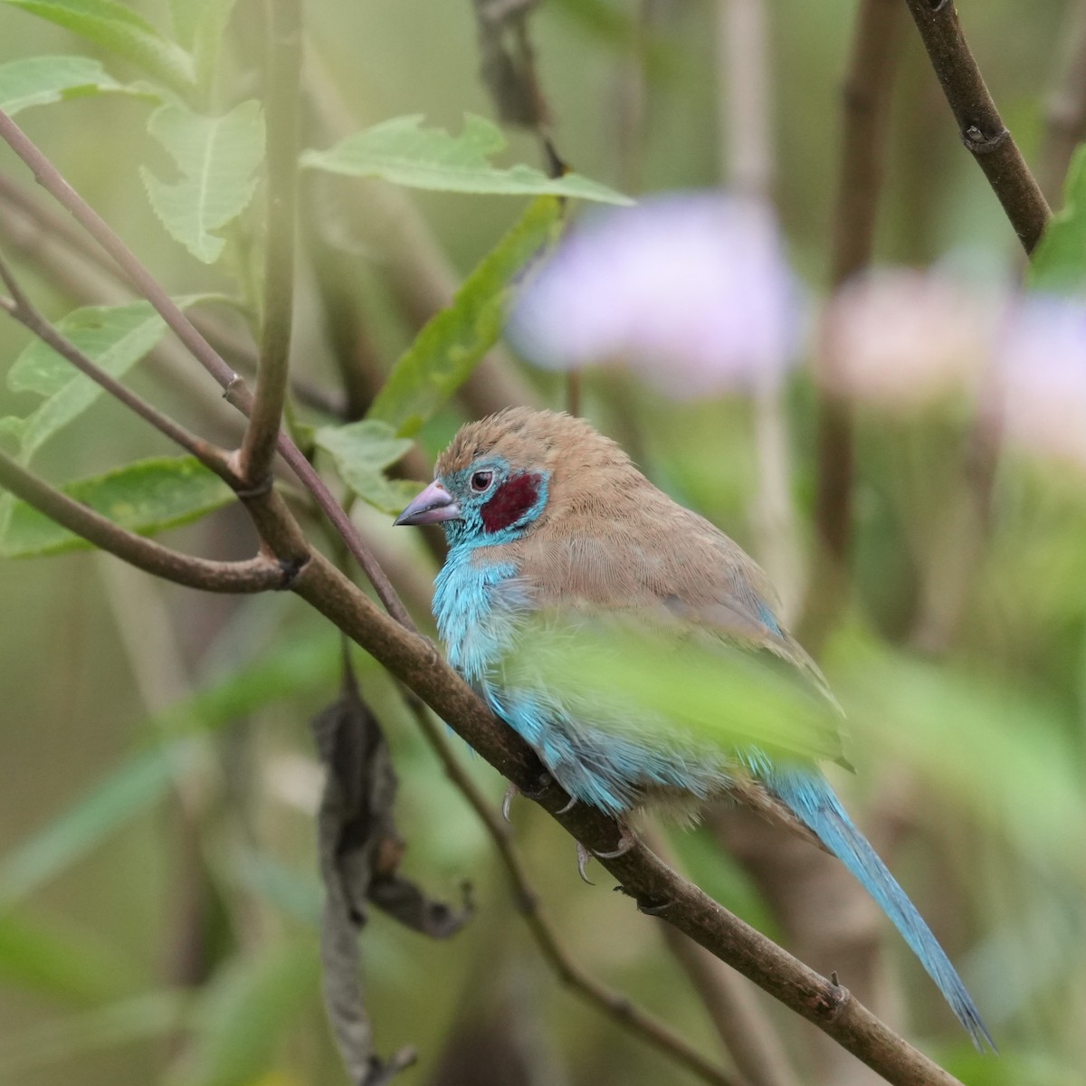 Red-cheeked Cordonbleu - ML642658753