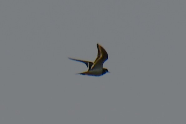 Killdeer - ML642658758