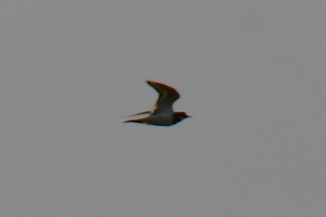 Killdeer - ML642658759