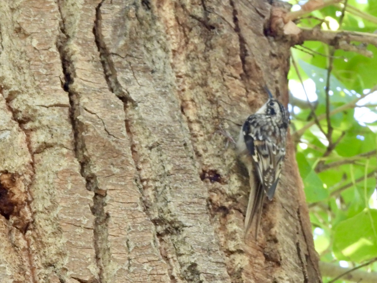 Brown Creeper - ML642658763