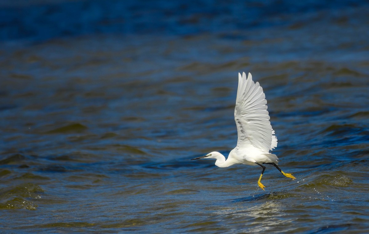 Küçük Ak Balıkçıl - ML642658777