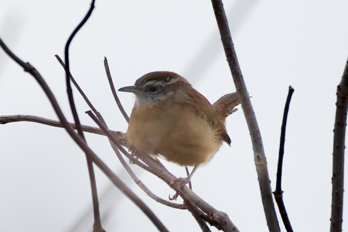 Carolina Wren - ML642658781