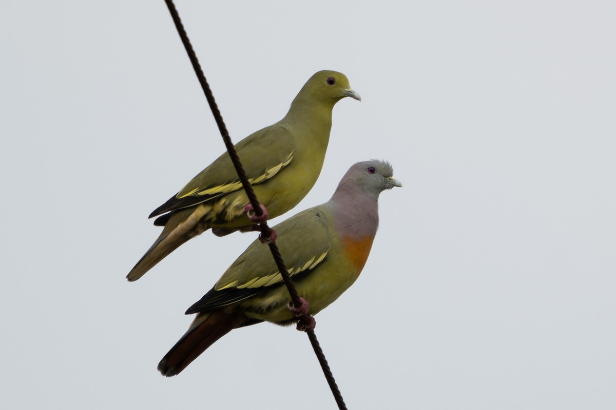 Pink-necked Green-Pigeon - ML642658782