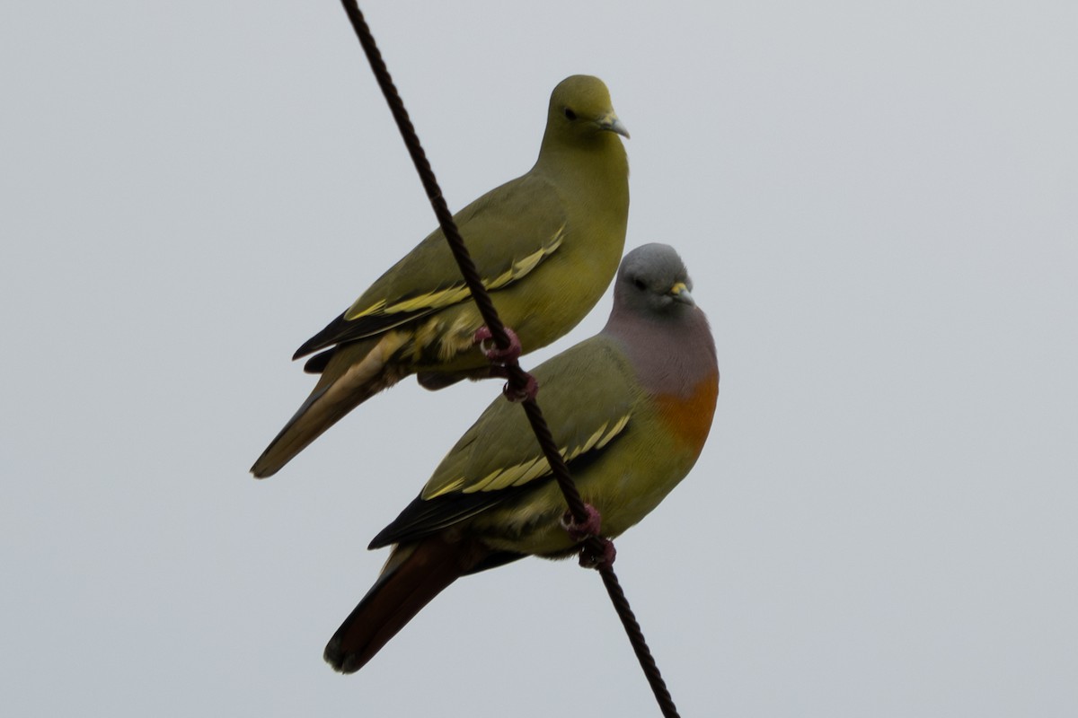 Pink-necked Green-Pigeon - ML642658783
