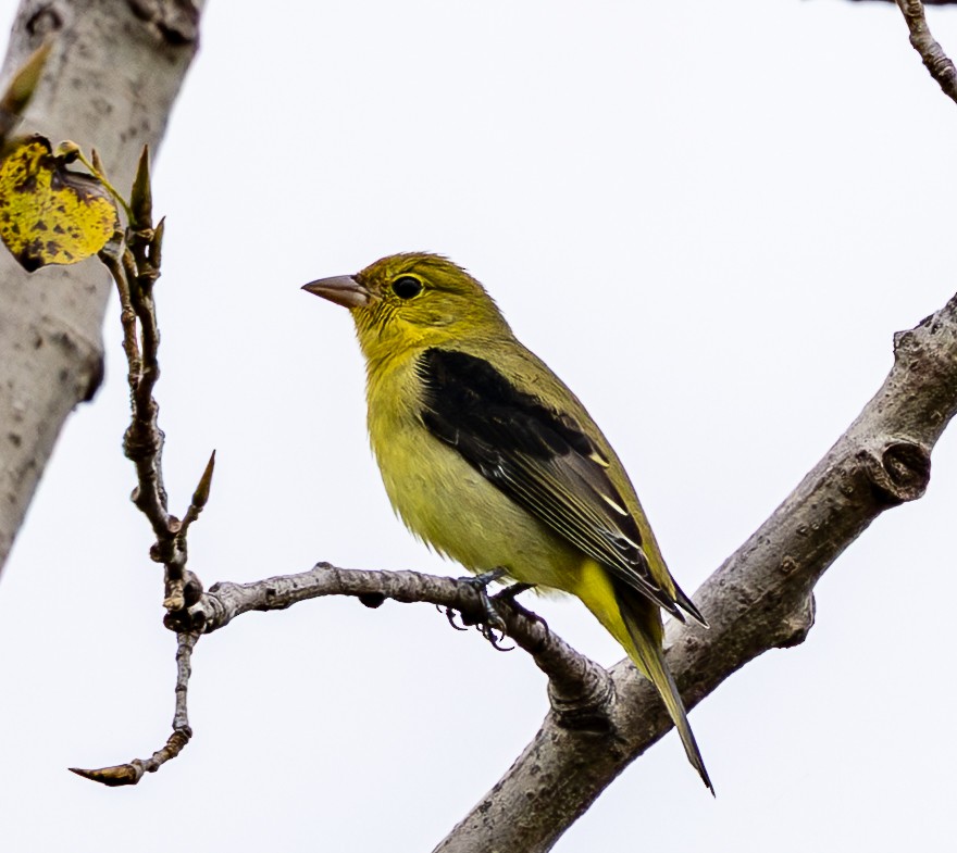 Piranga écarlate - ML642658790
