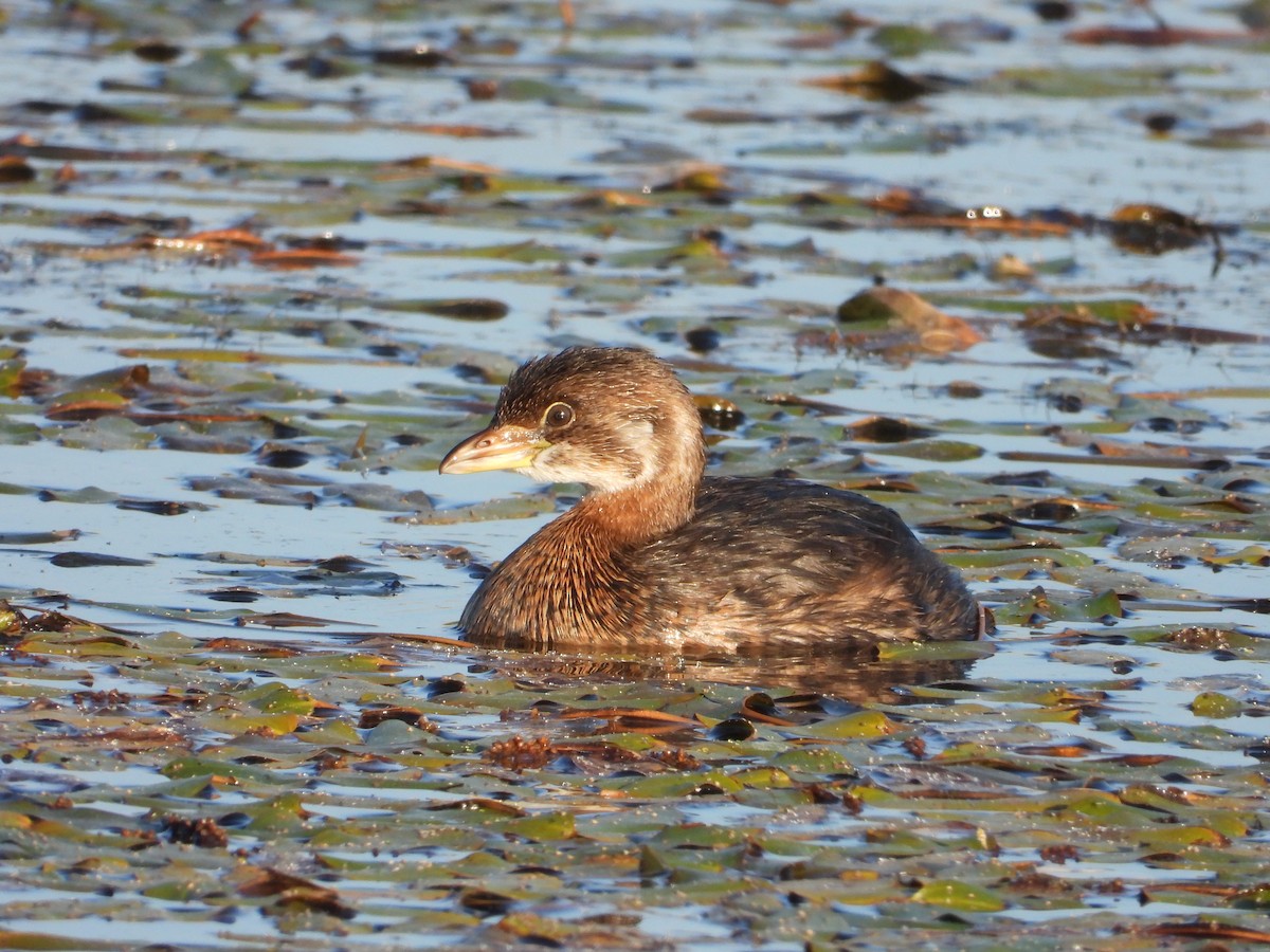 Pied-billed Grebe - ML642658801