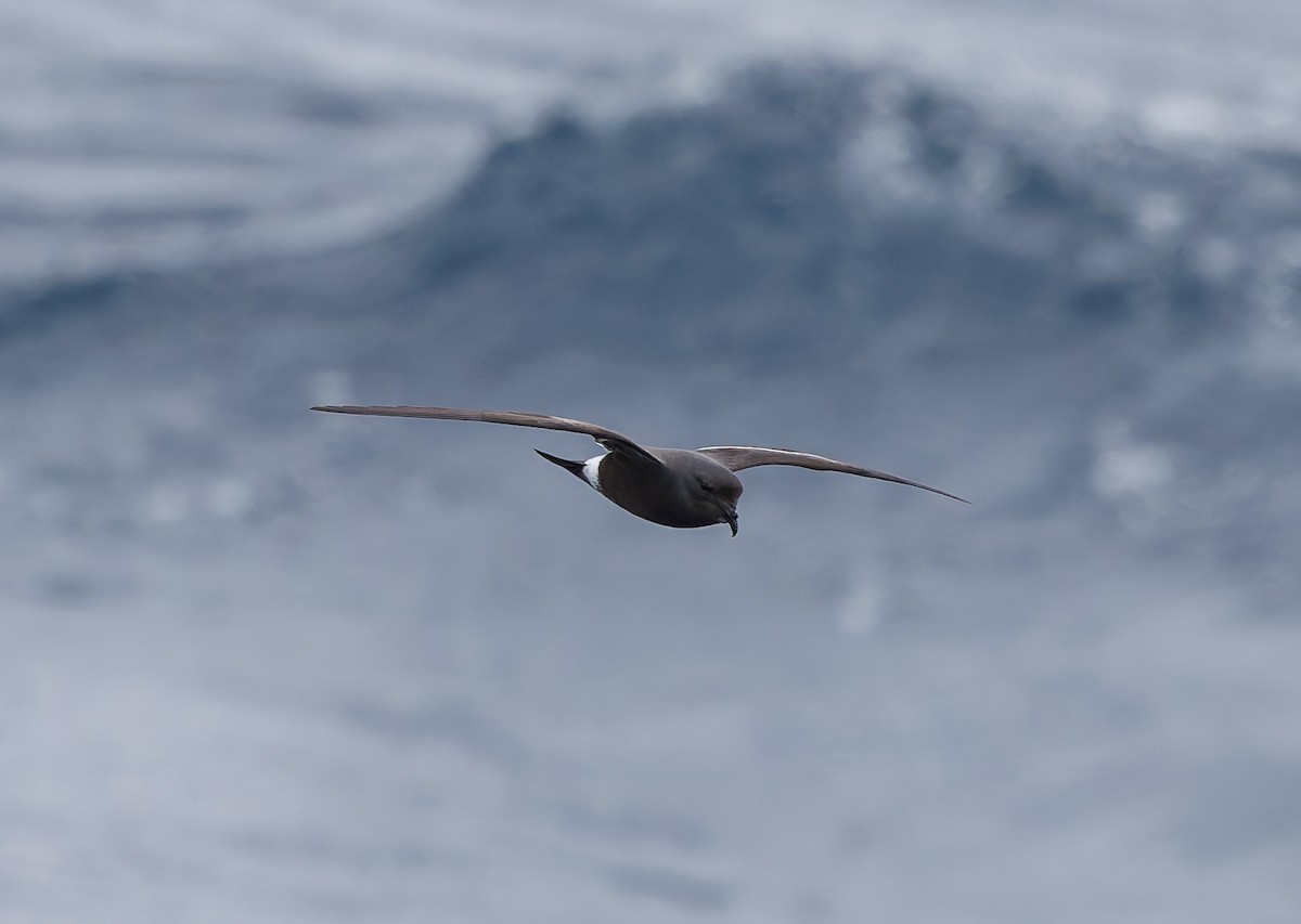 Band-rumped Storm-Petrel - ML642658802