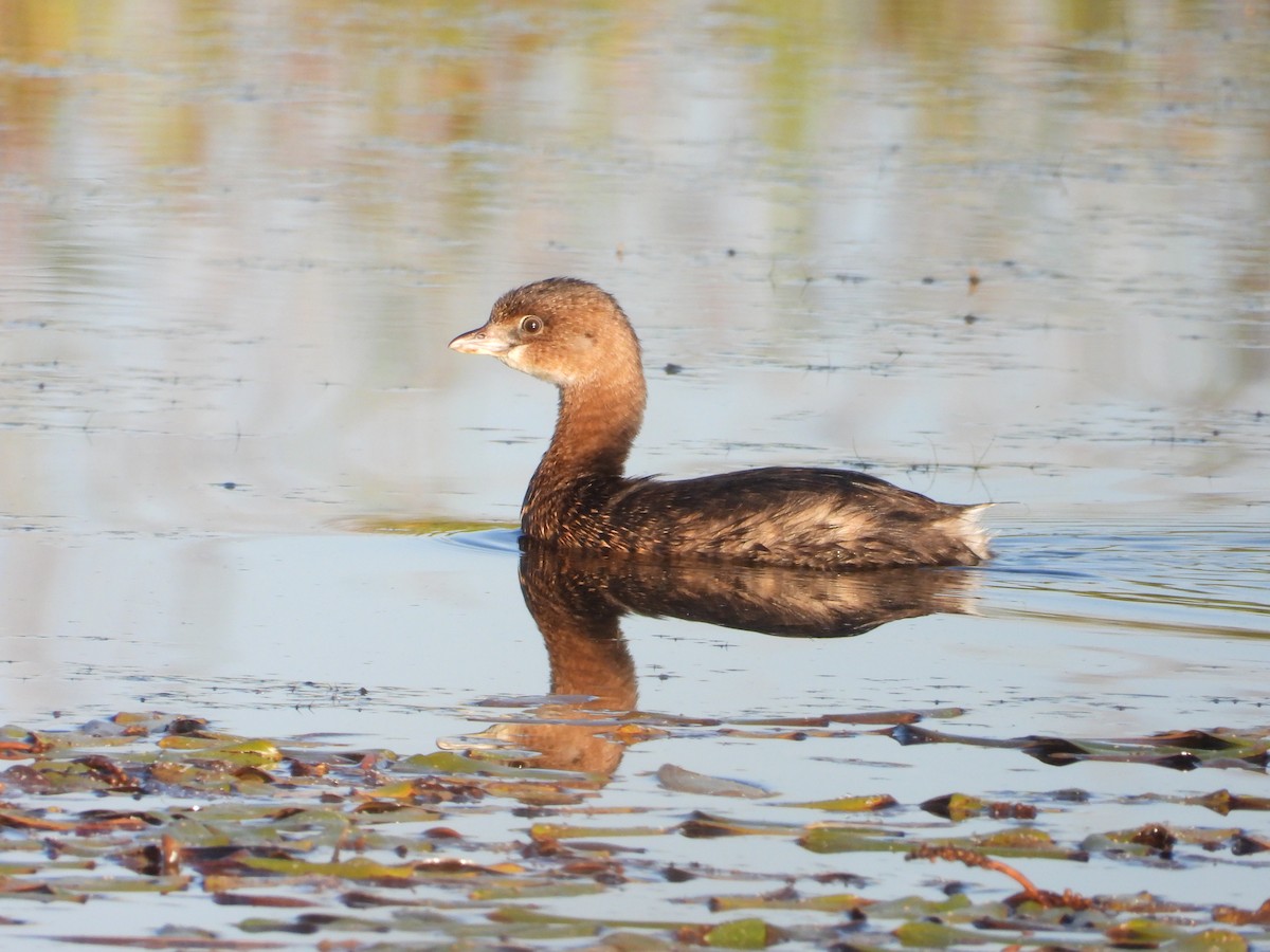 Pied-billed Grebe - ML642658803