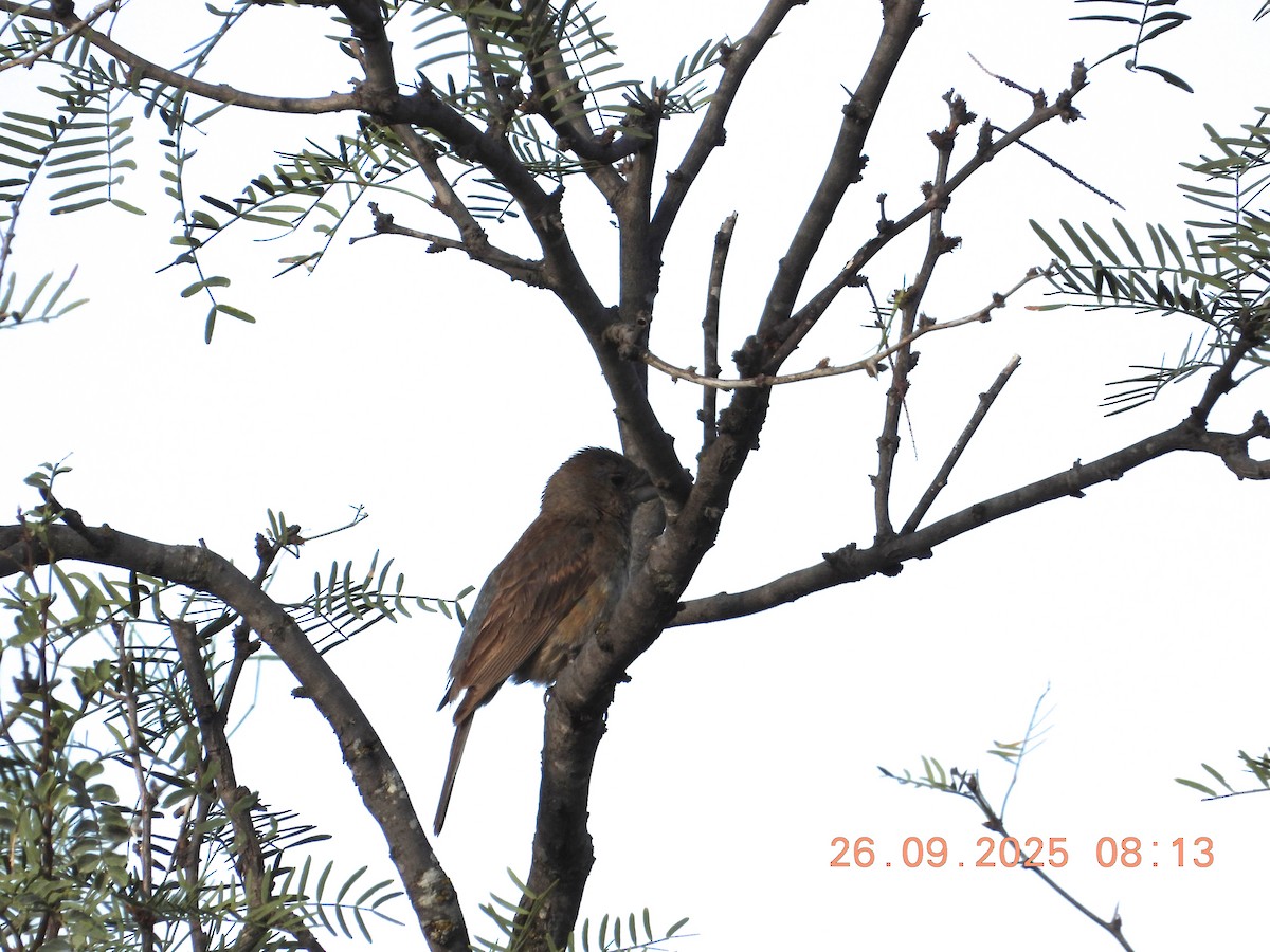 Blue Grosbeak - ML642658805
