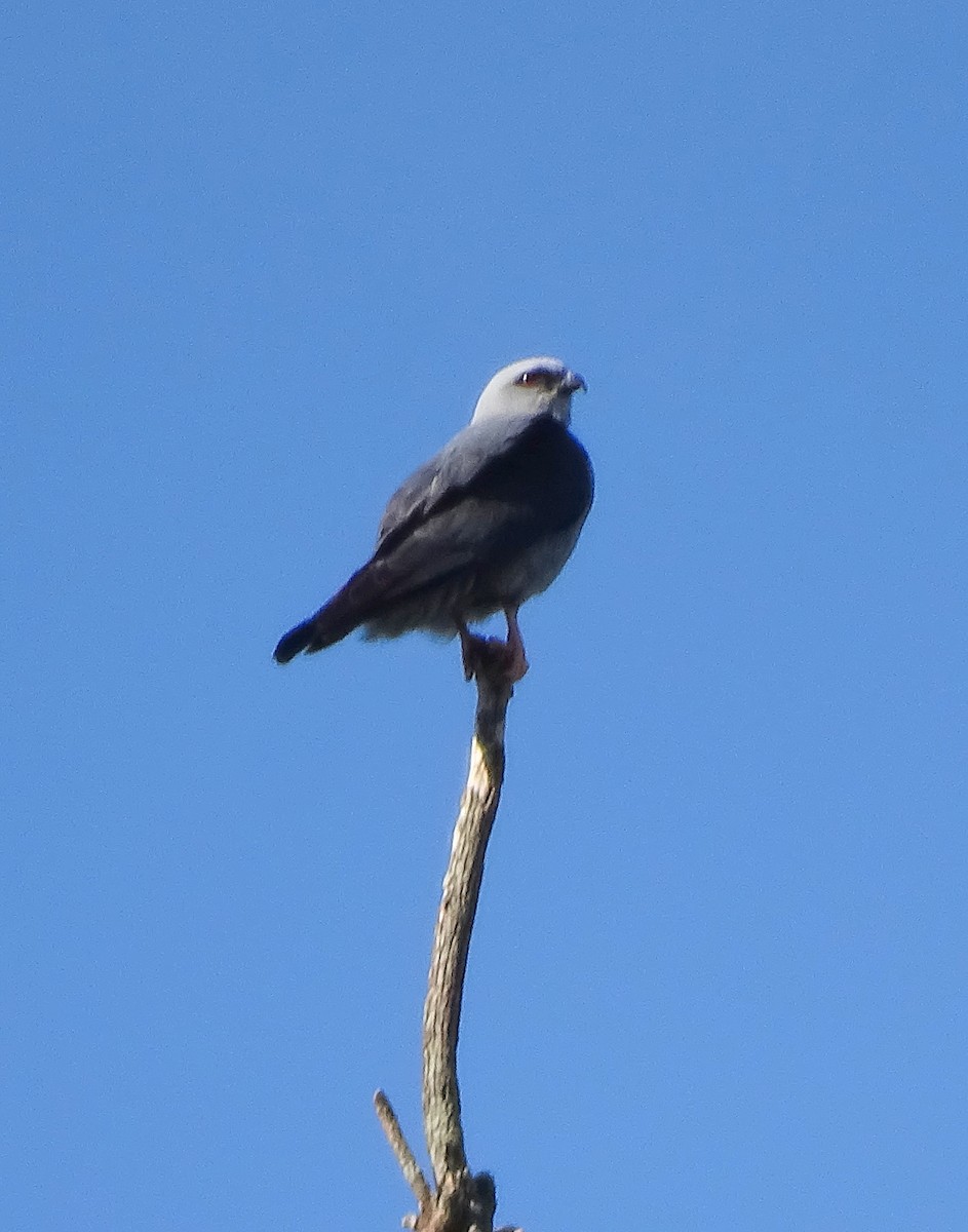 Plumbeous Kite - ML642658808