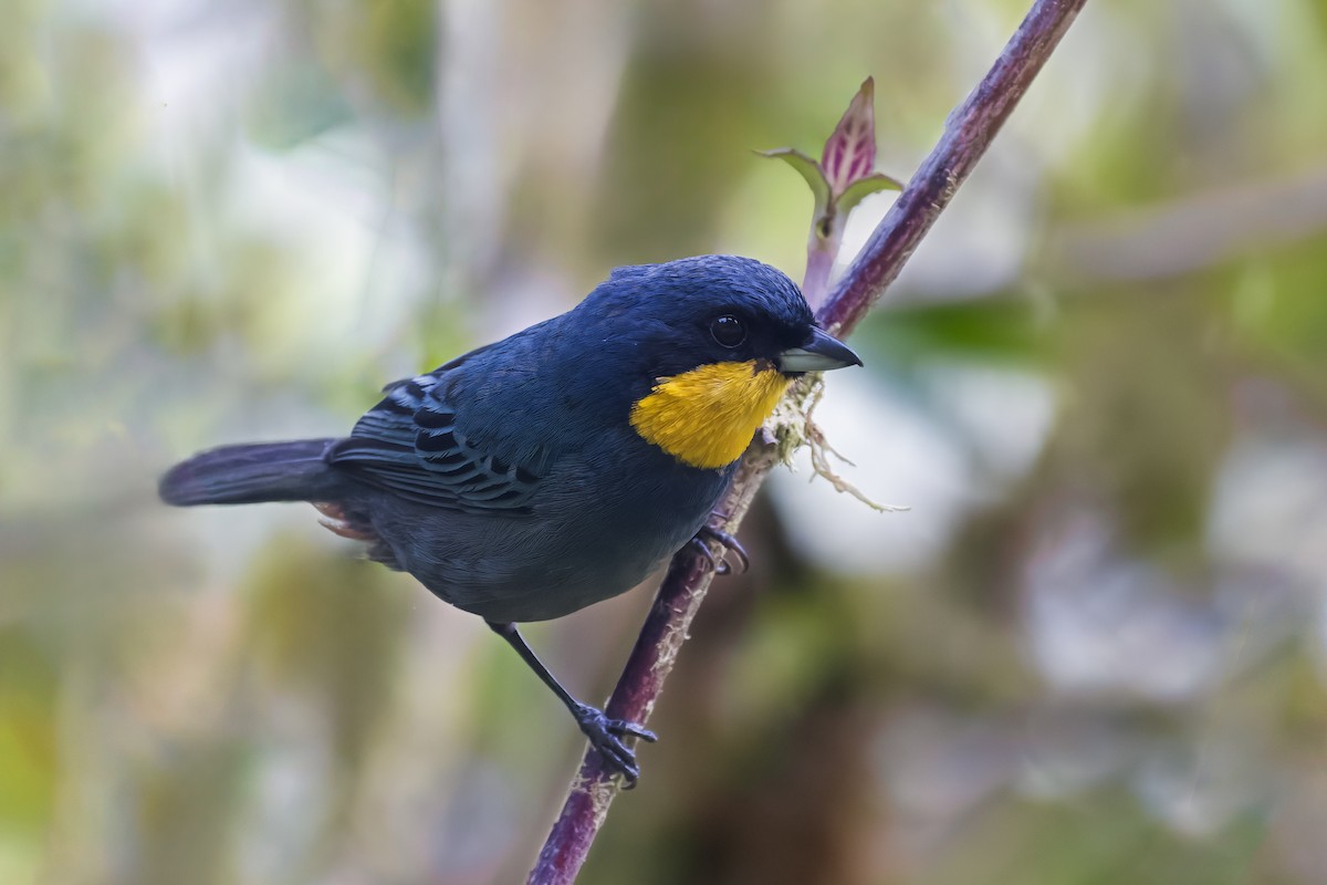 Tangara Capiazul - ML642658823