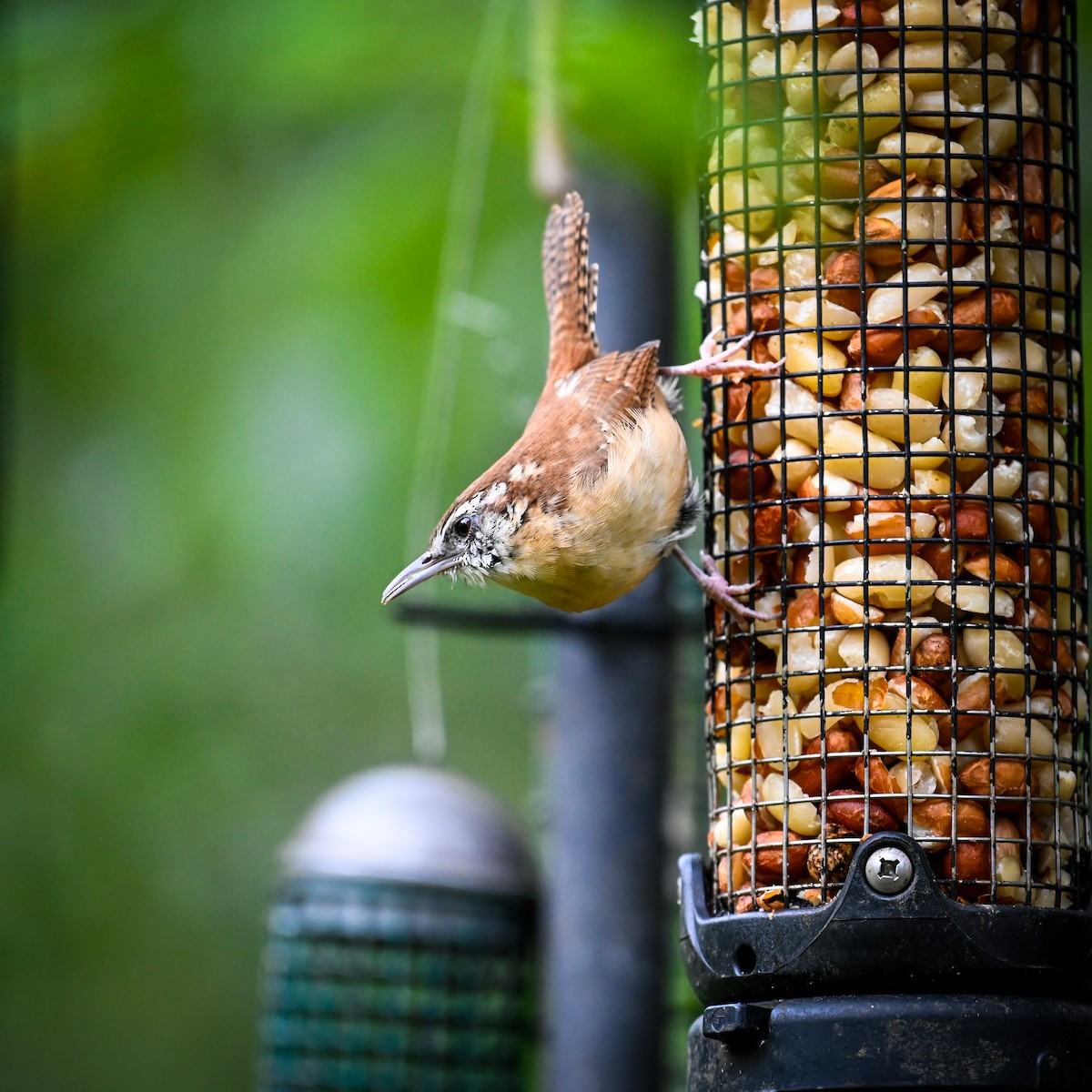 Carolina Wren - ML642658837