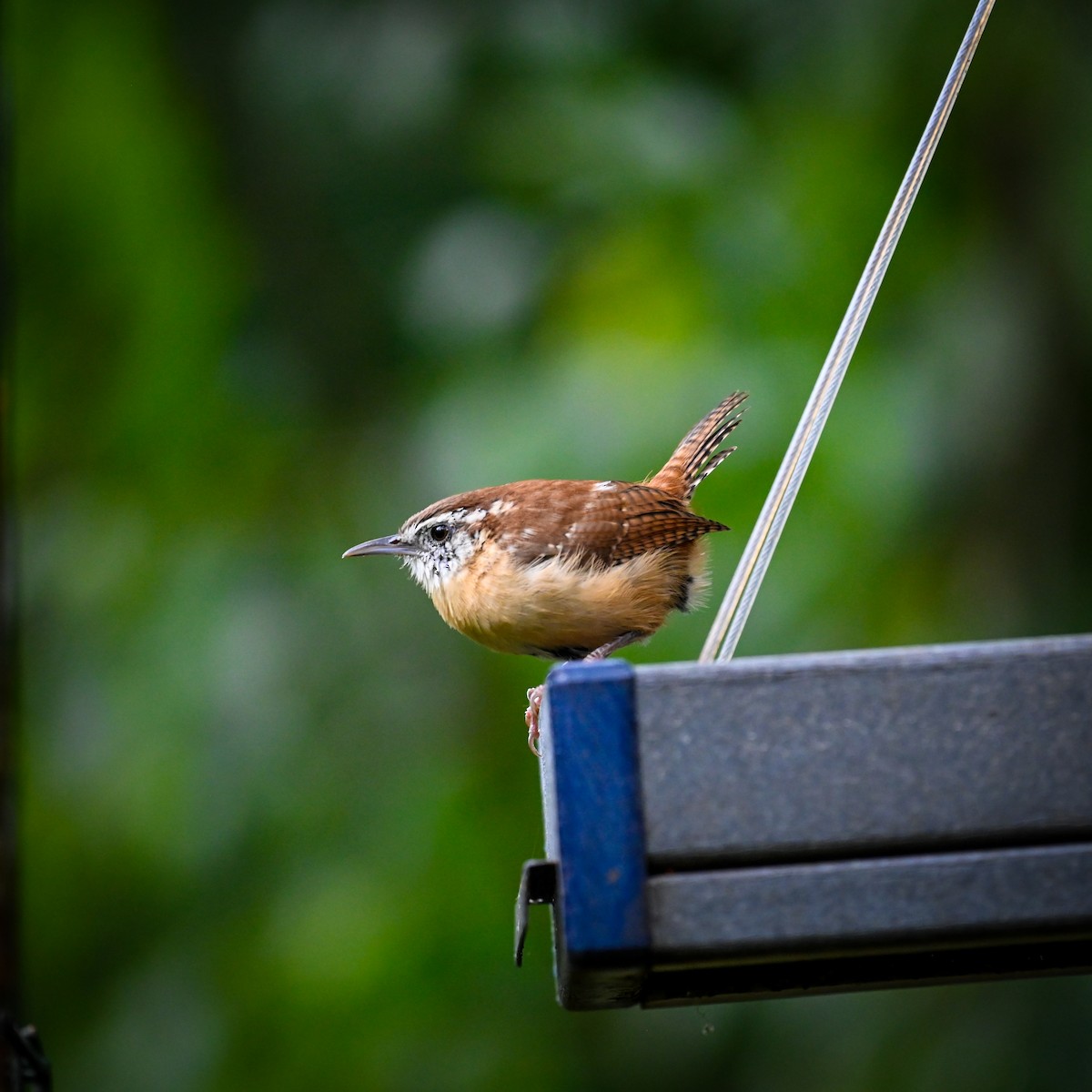 Carolina Wren - ML642658838