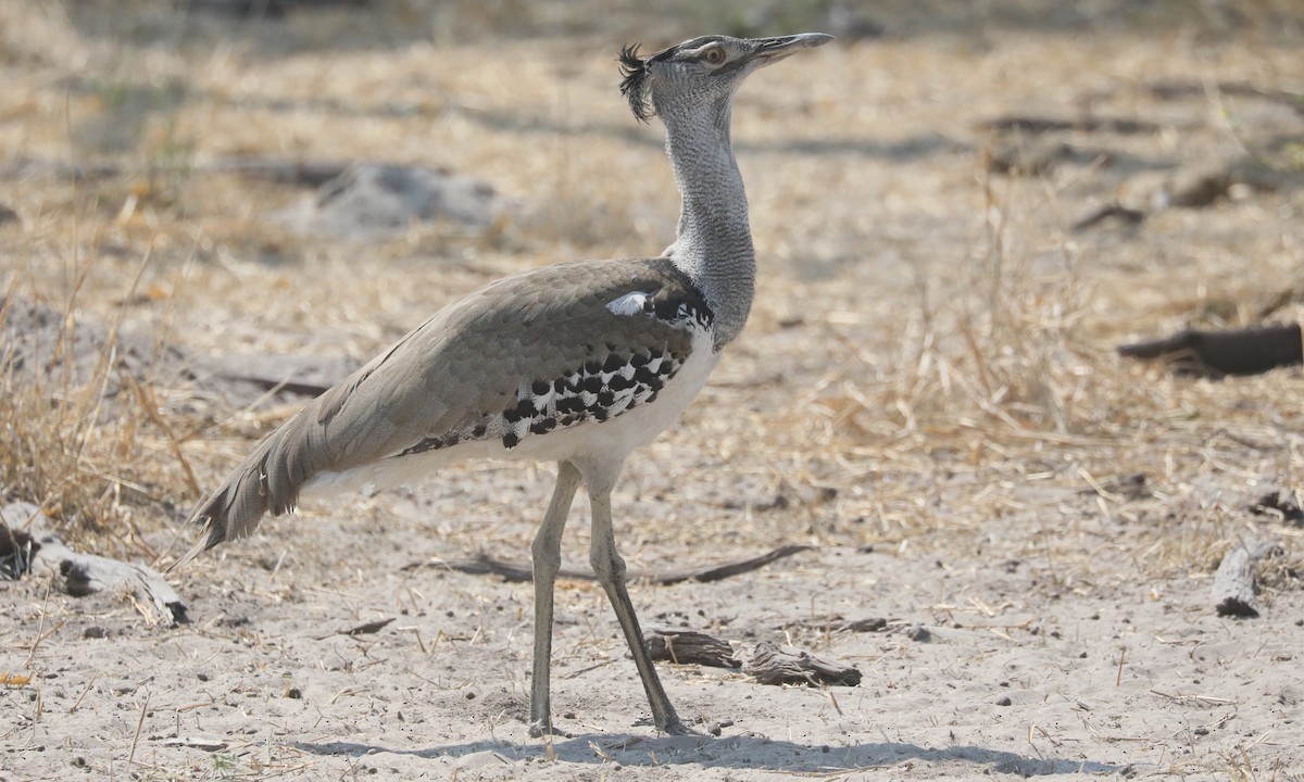 Kori Bustard - ML642658840
