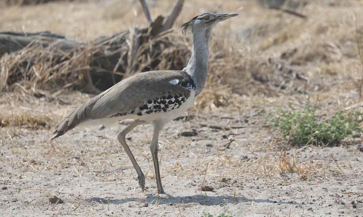 Kori Bustard - ML642658844