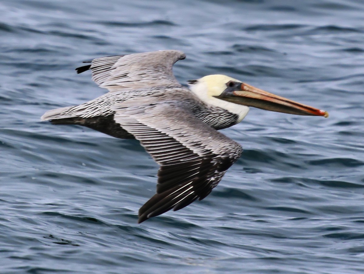 Brown Pelican - ML642658852