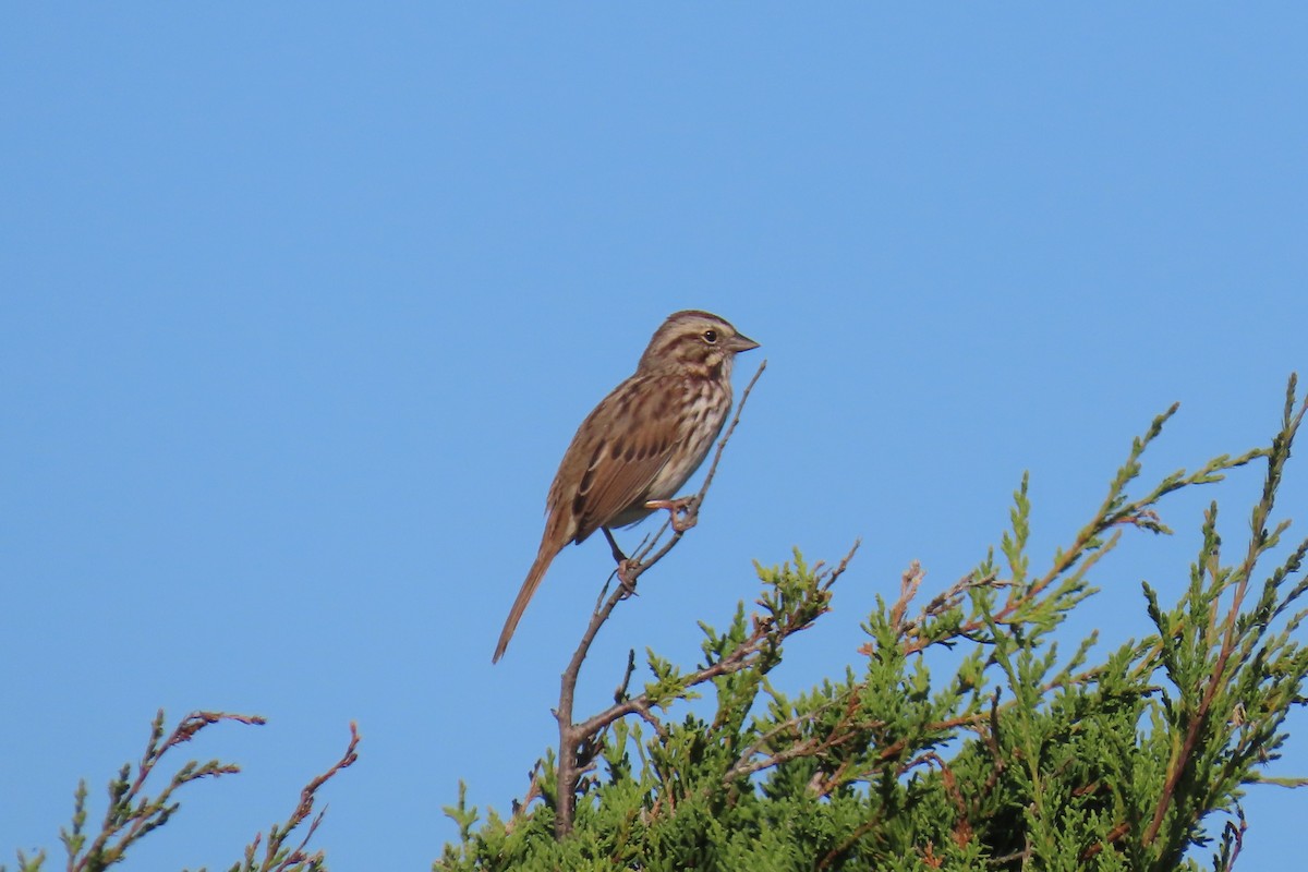 Song Sparrow - ML642658863
