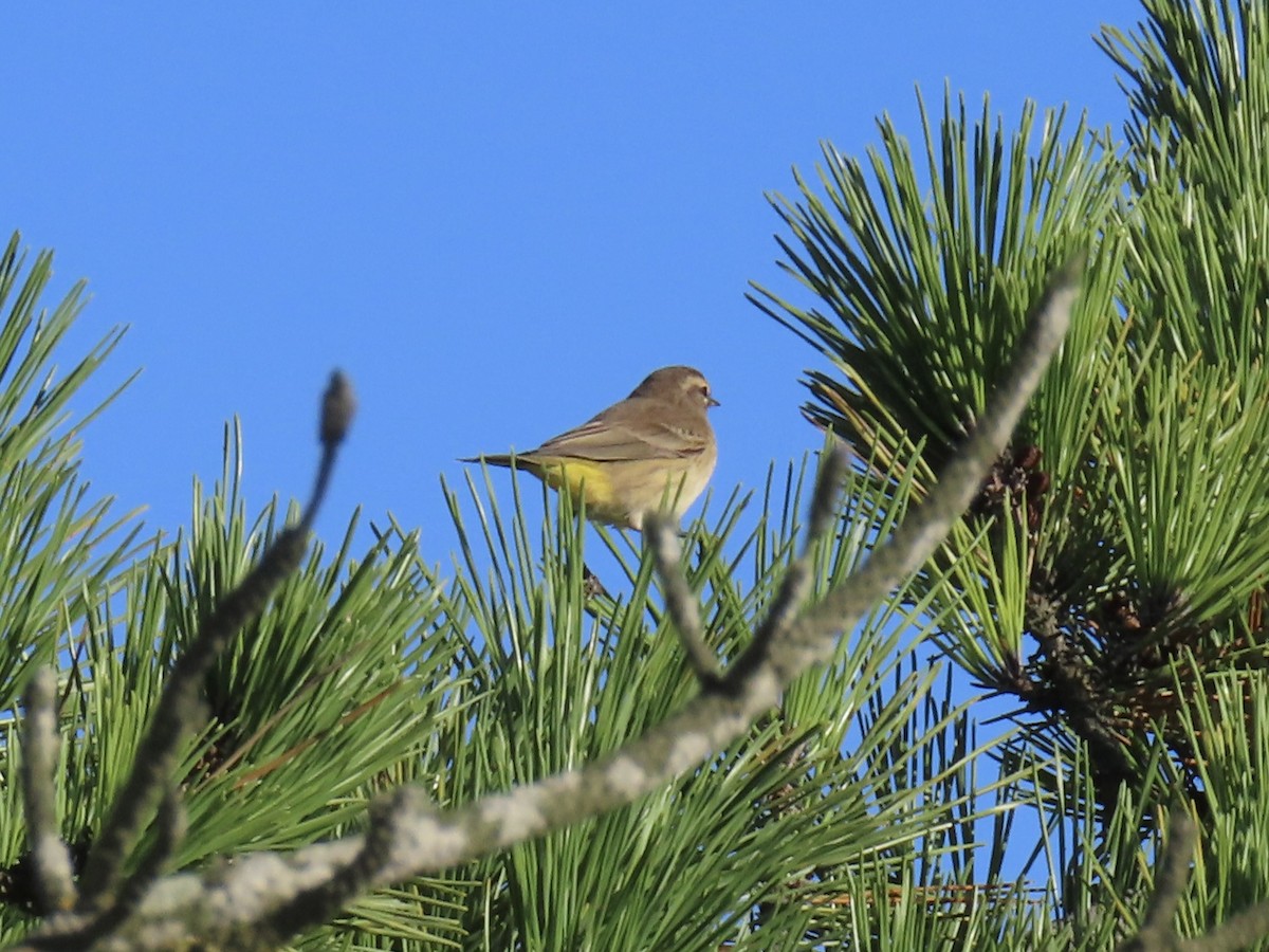 Palm Warbler - ML642658866
