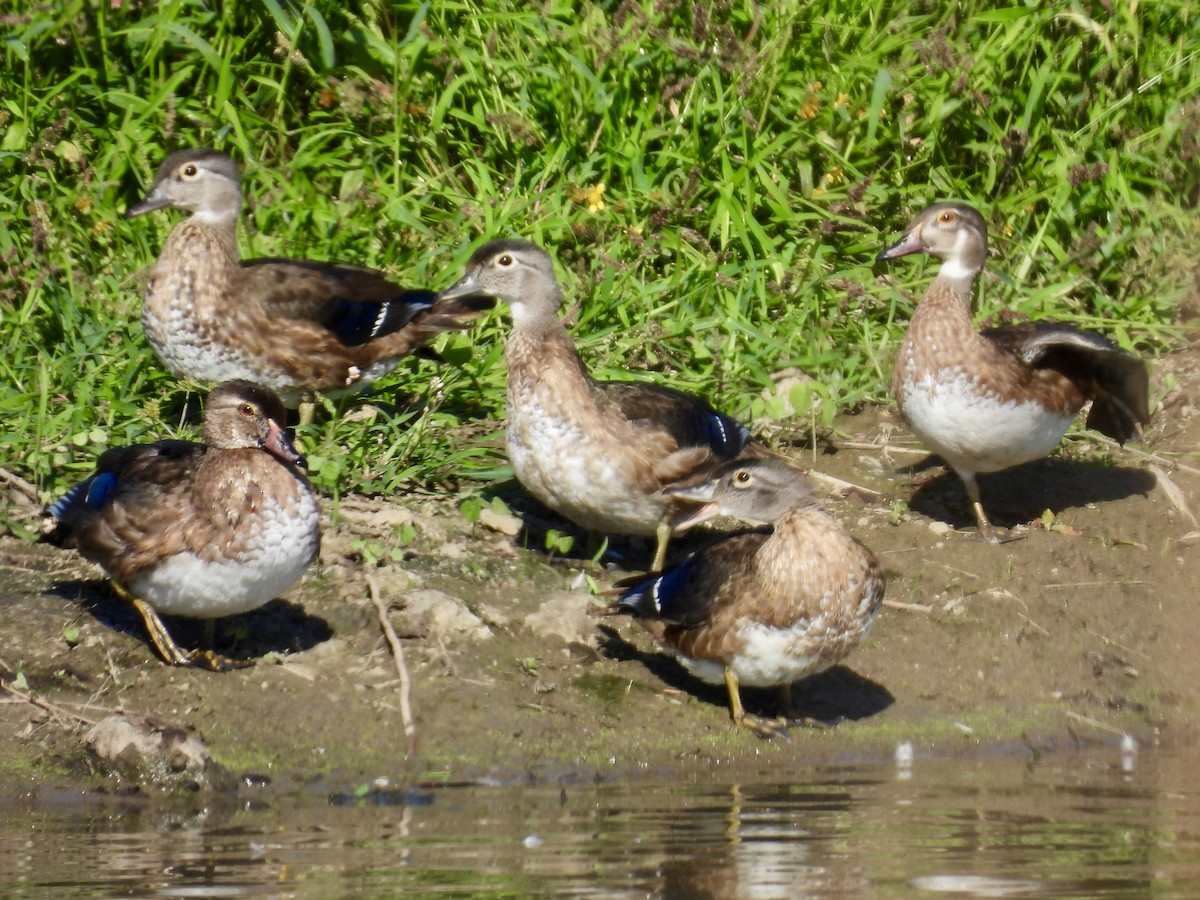 Wood Duck - ML642658868