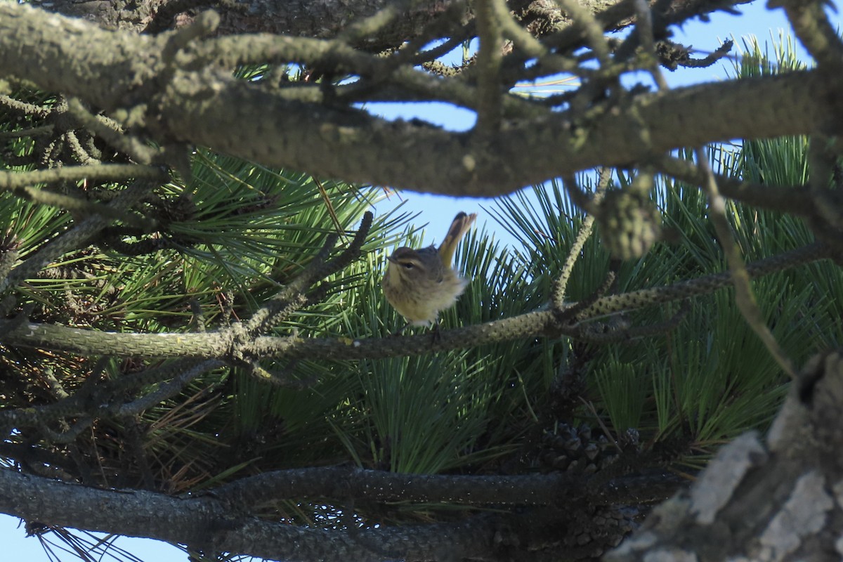 Palm Warbler - ML642658869