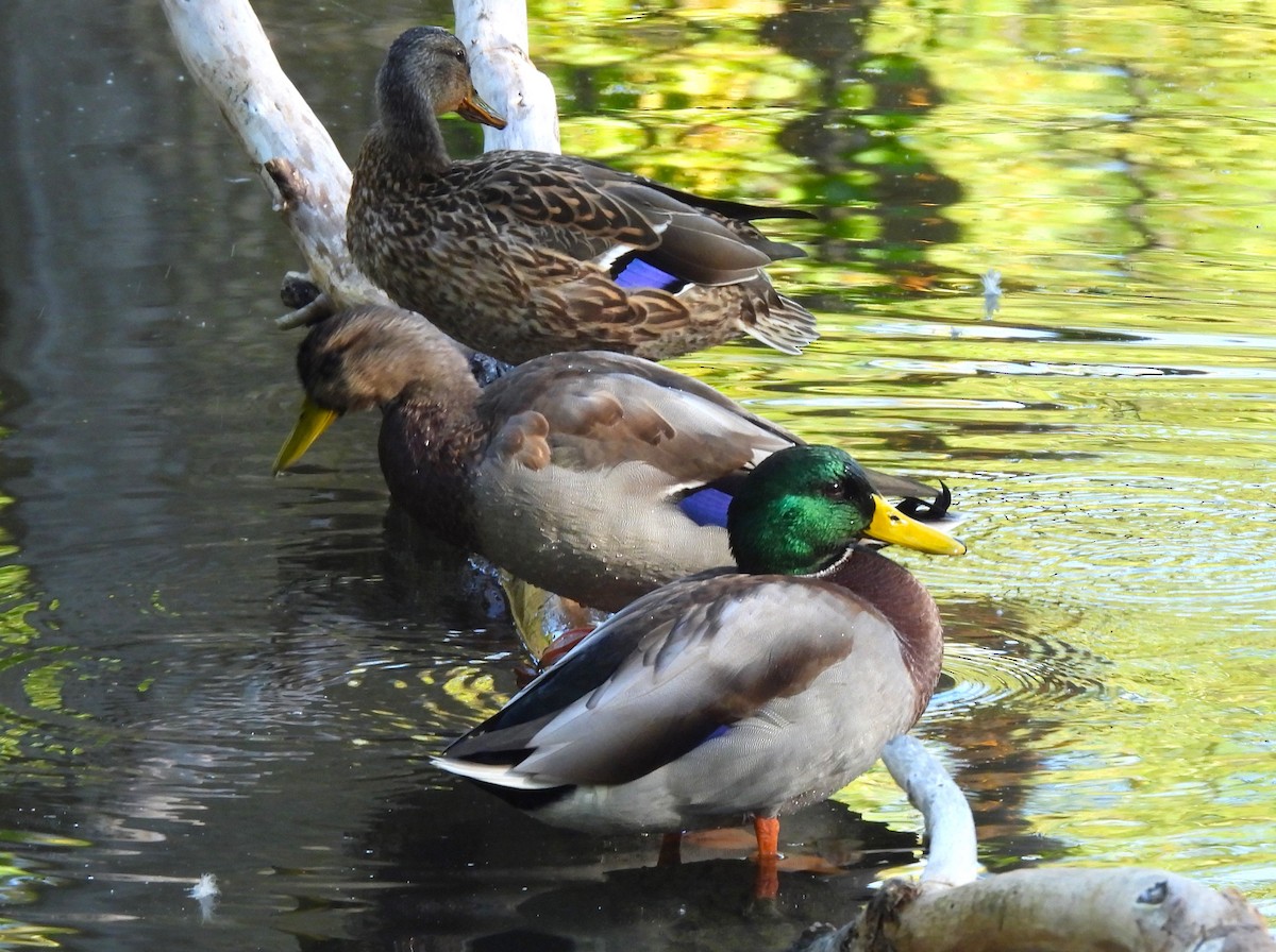Canard colvert - ML642658880