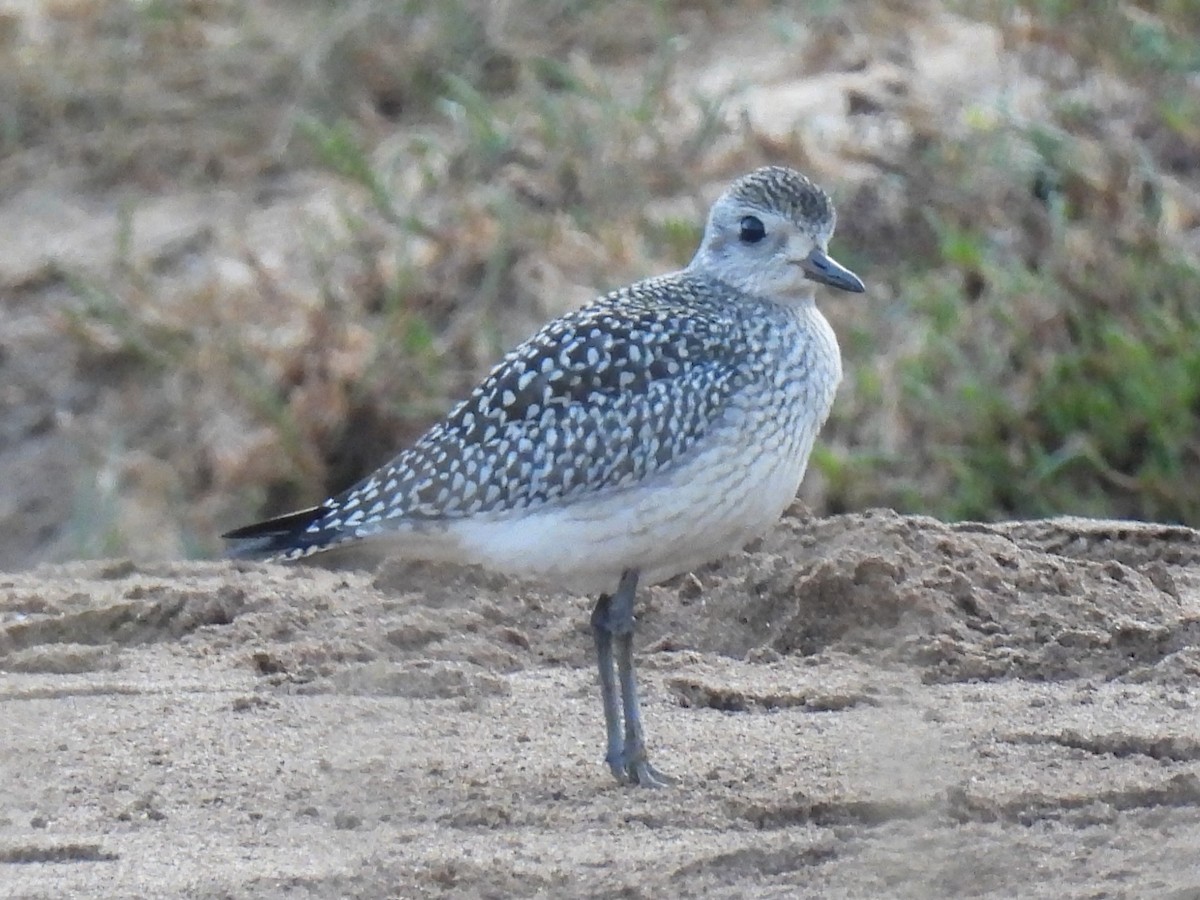 Black-bellied Plover - ML642658890