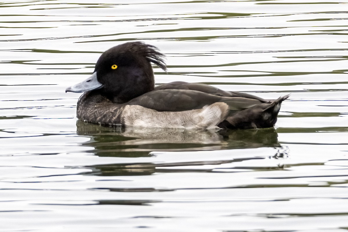 Tufted Duck - ML642658896