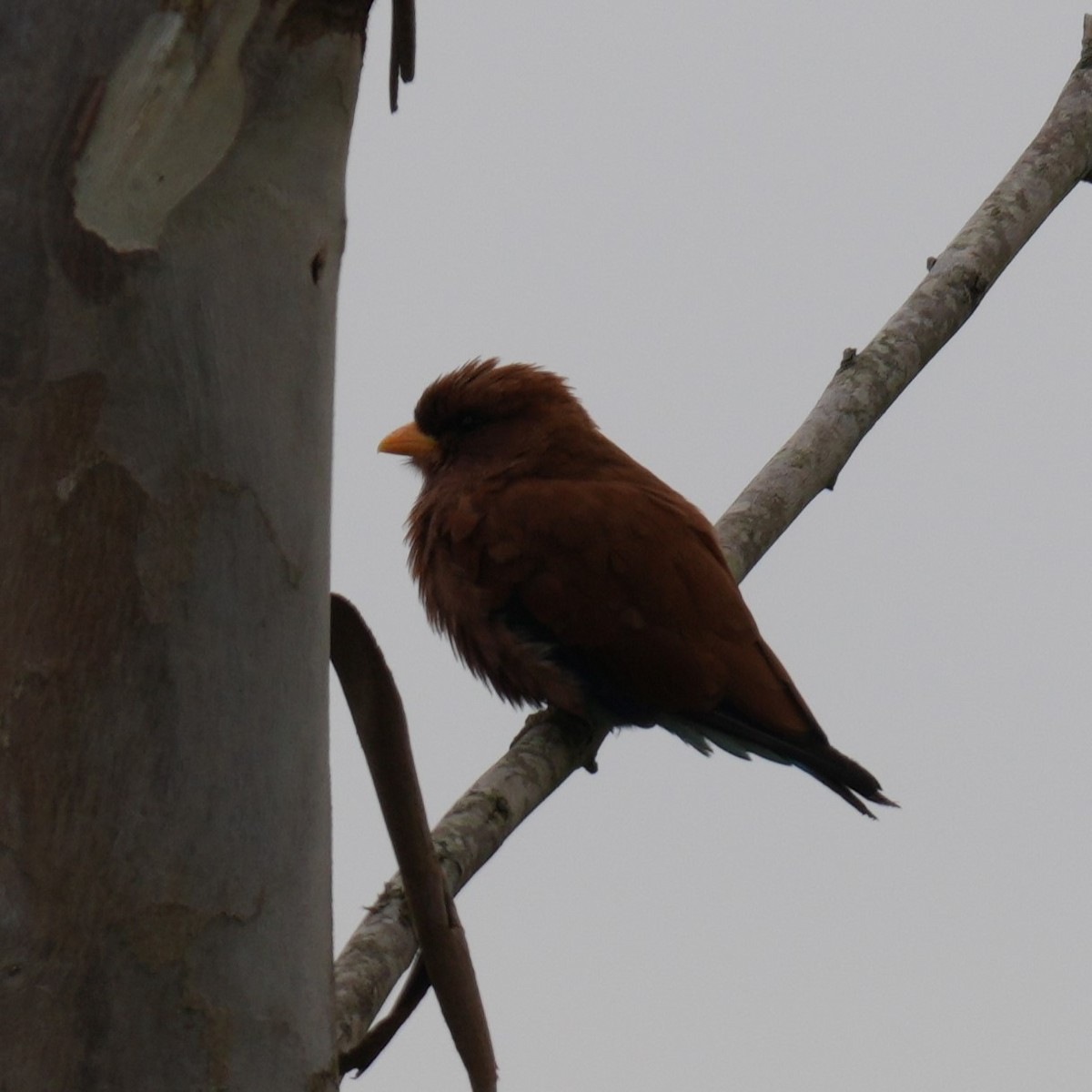 Broad-billed Roller - ML642658901