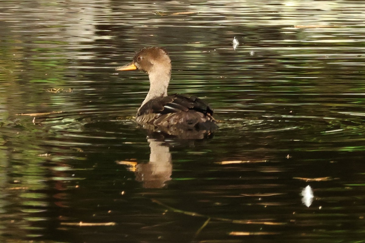 Hooded Merganser - ML642658913