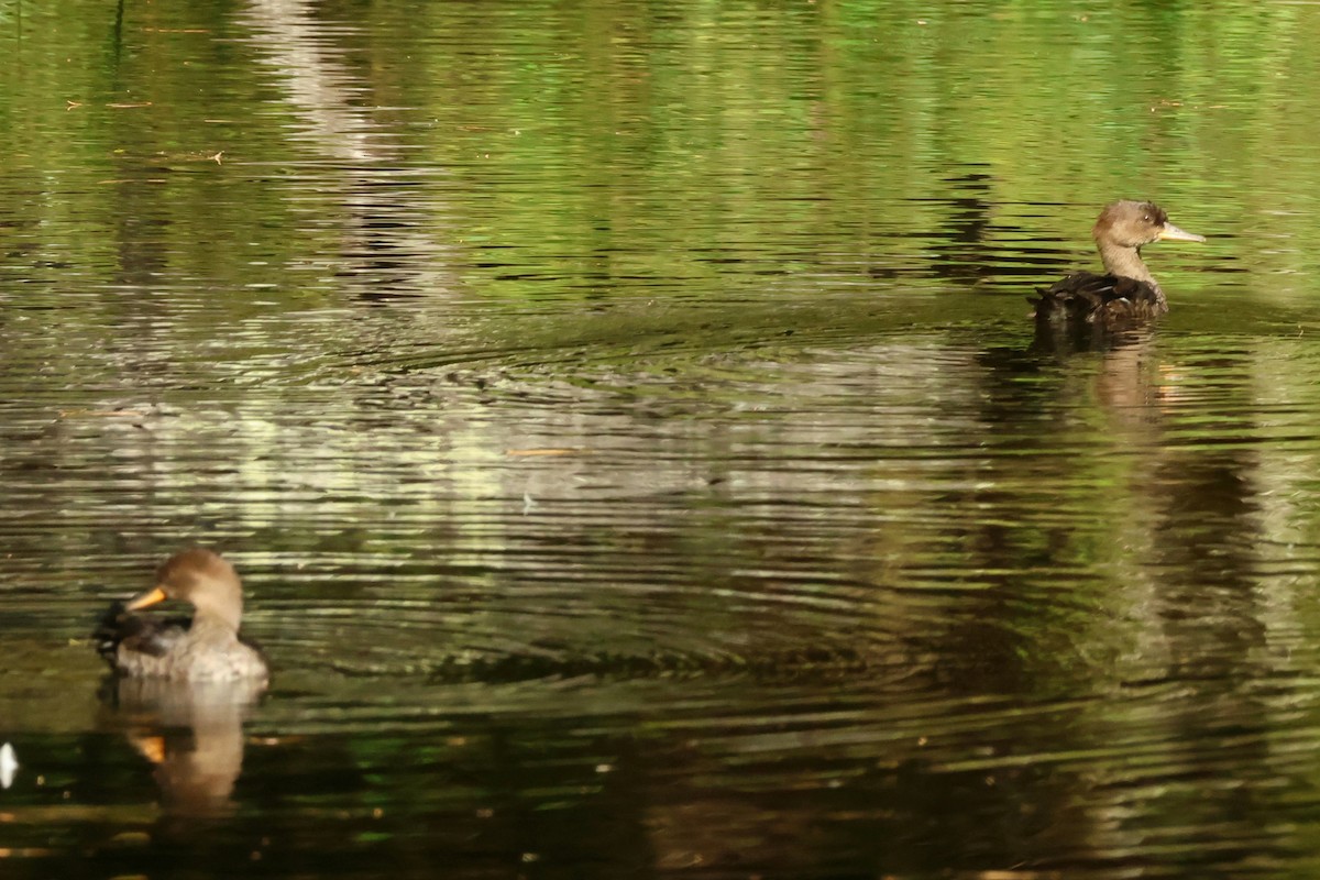 Hooded Merganser - ML642658917