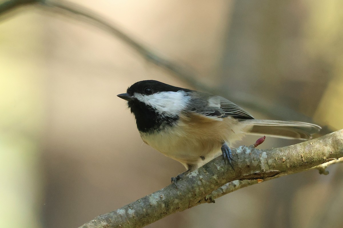 Black-capped Chickadee - ML642658935