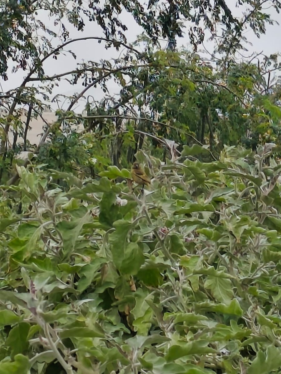 Hooded Siskin - ML642658938