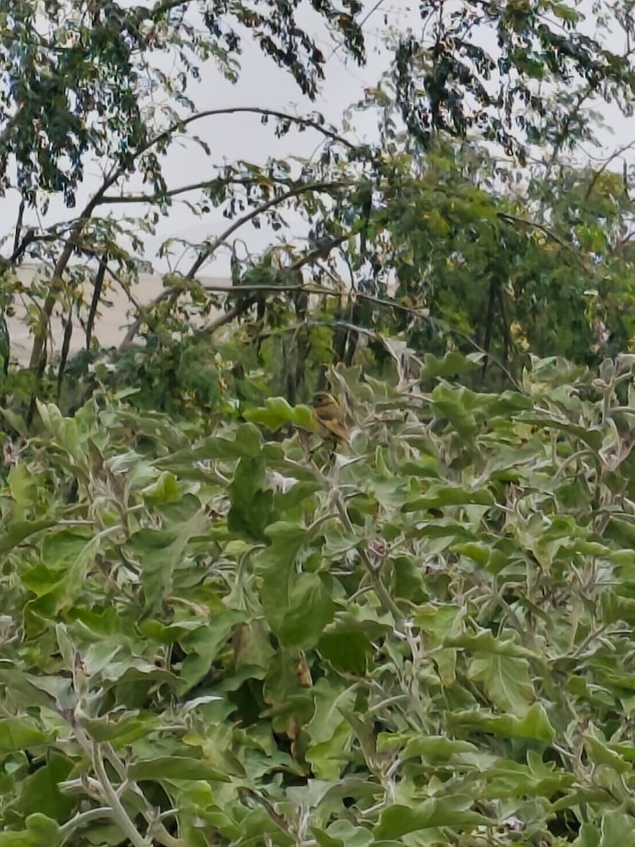Hooded Siskin - ML642658939
