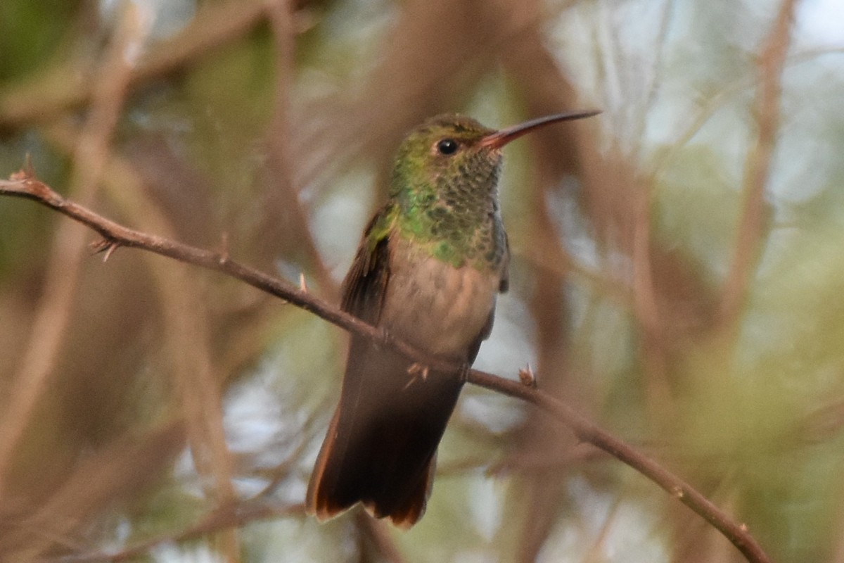 Buff-bellied Hummingbird - ML642658941