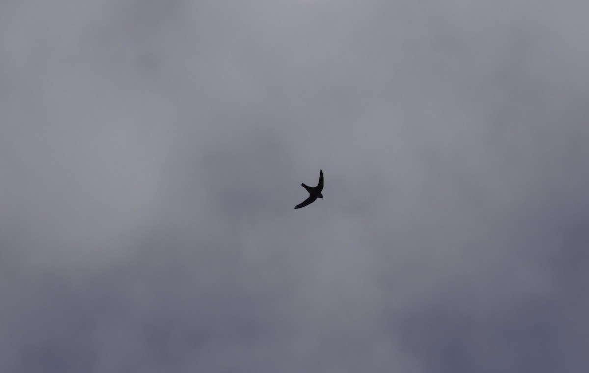 White-throated Swift - ML642658958