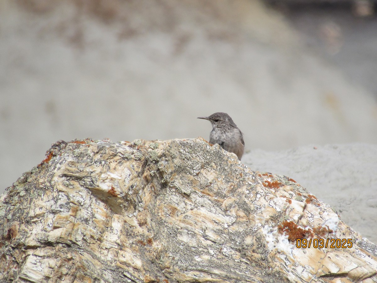 Rock Wren - ML642658963