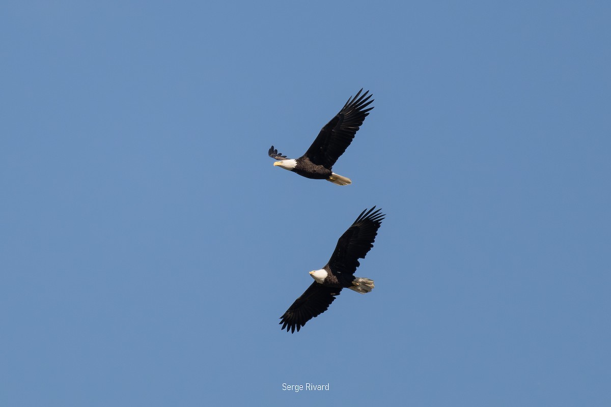 Bald Eagle - ML642658979