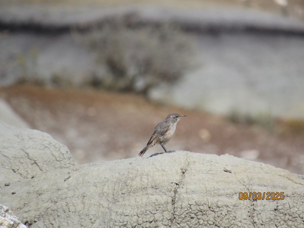 Rock Wren - ML642658980