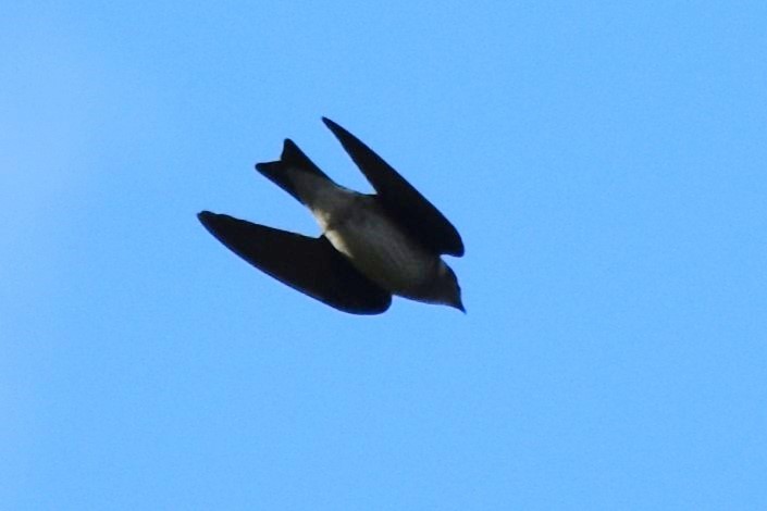 Purple Martin - ML642658981