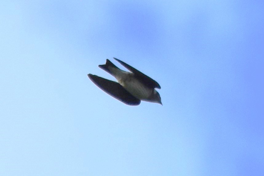 Purple Martin - ML642658982