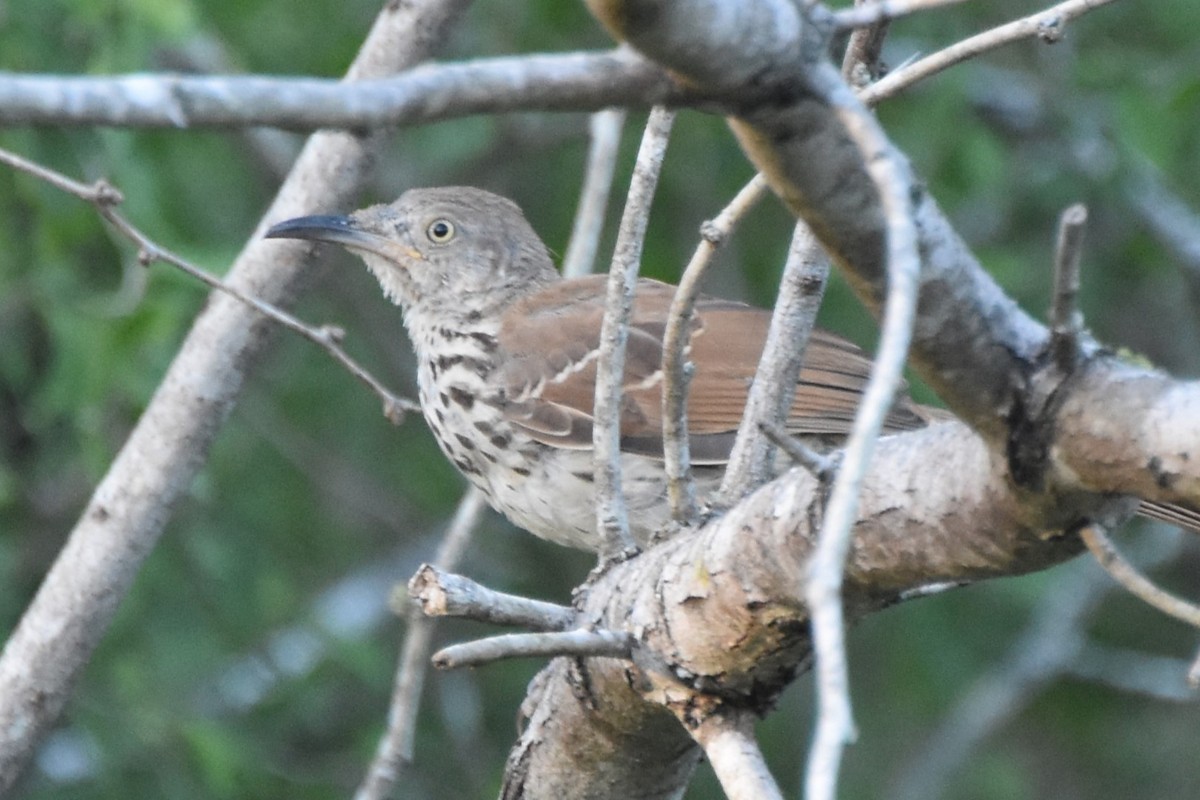 Long-billed Thrasher - ML642658988