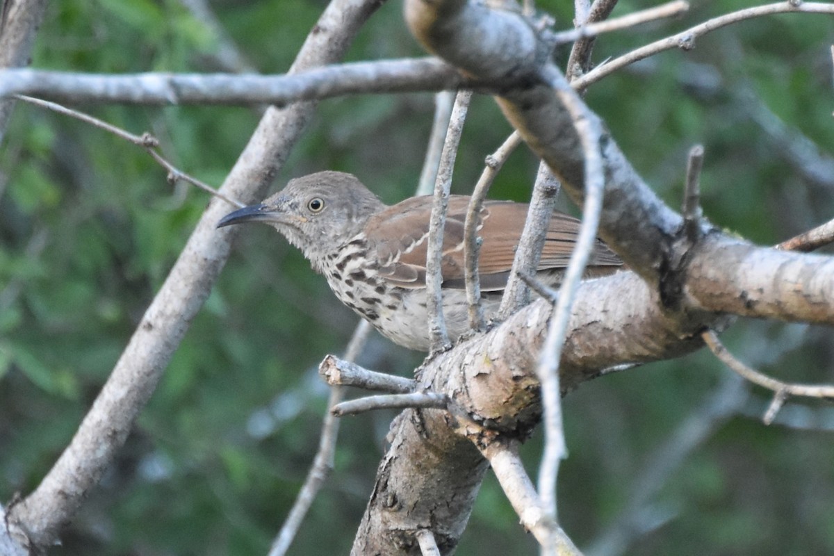 Long-billed Thrasher - ML642658989
