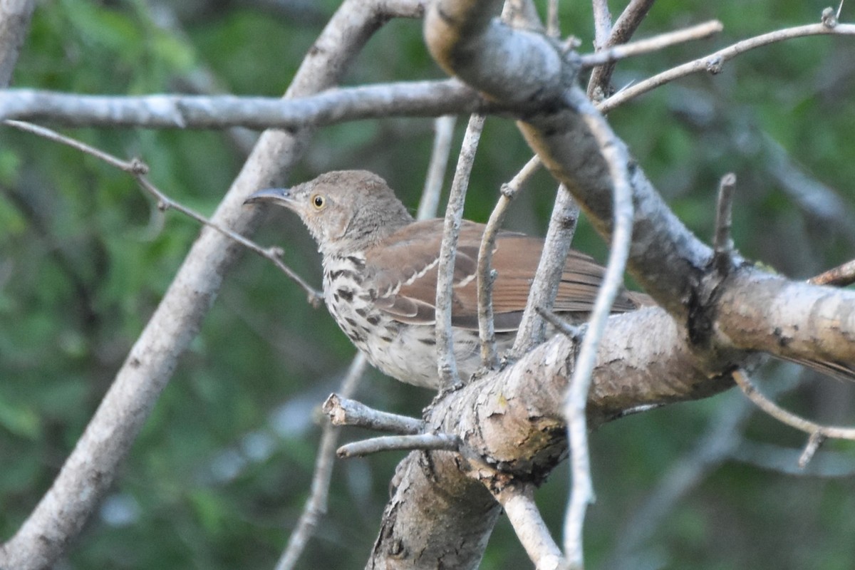 Long-billed Thrasher - ML642658990