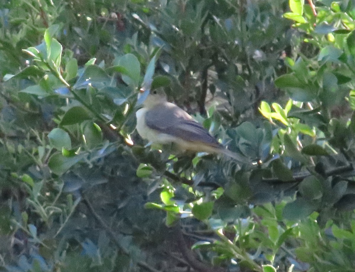 Icterine Warbler - ML642658992
