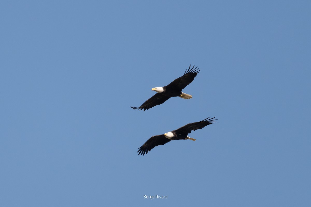Bald Eagle - ML642658995