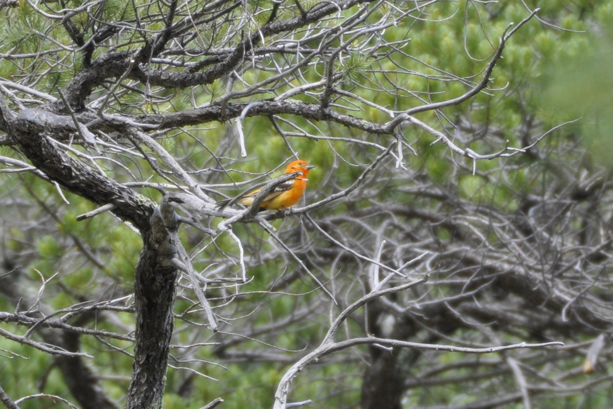 Flame-colored Tanager - ML642659000