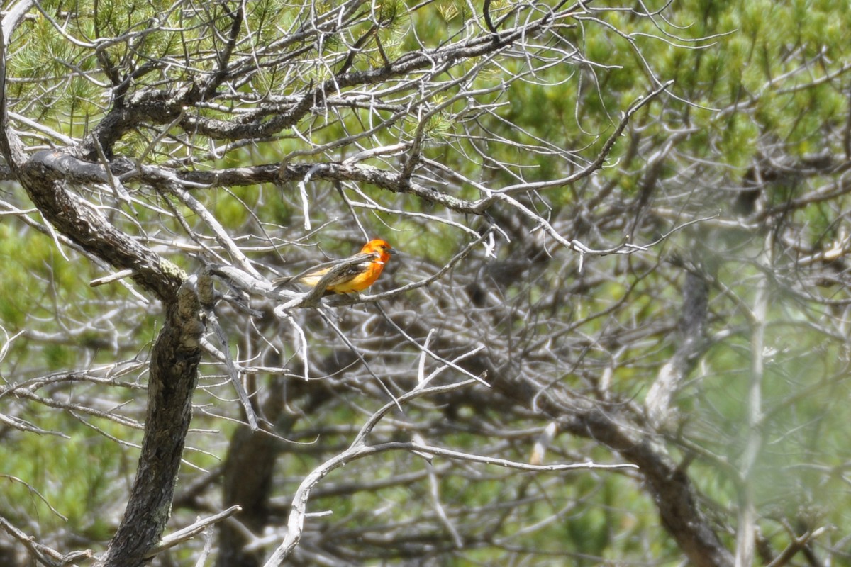 Flame-colored Tanager - ML642659003