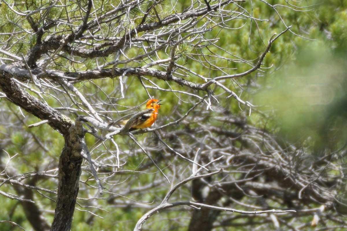 Flame-colored Tanager - ML642659005