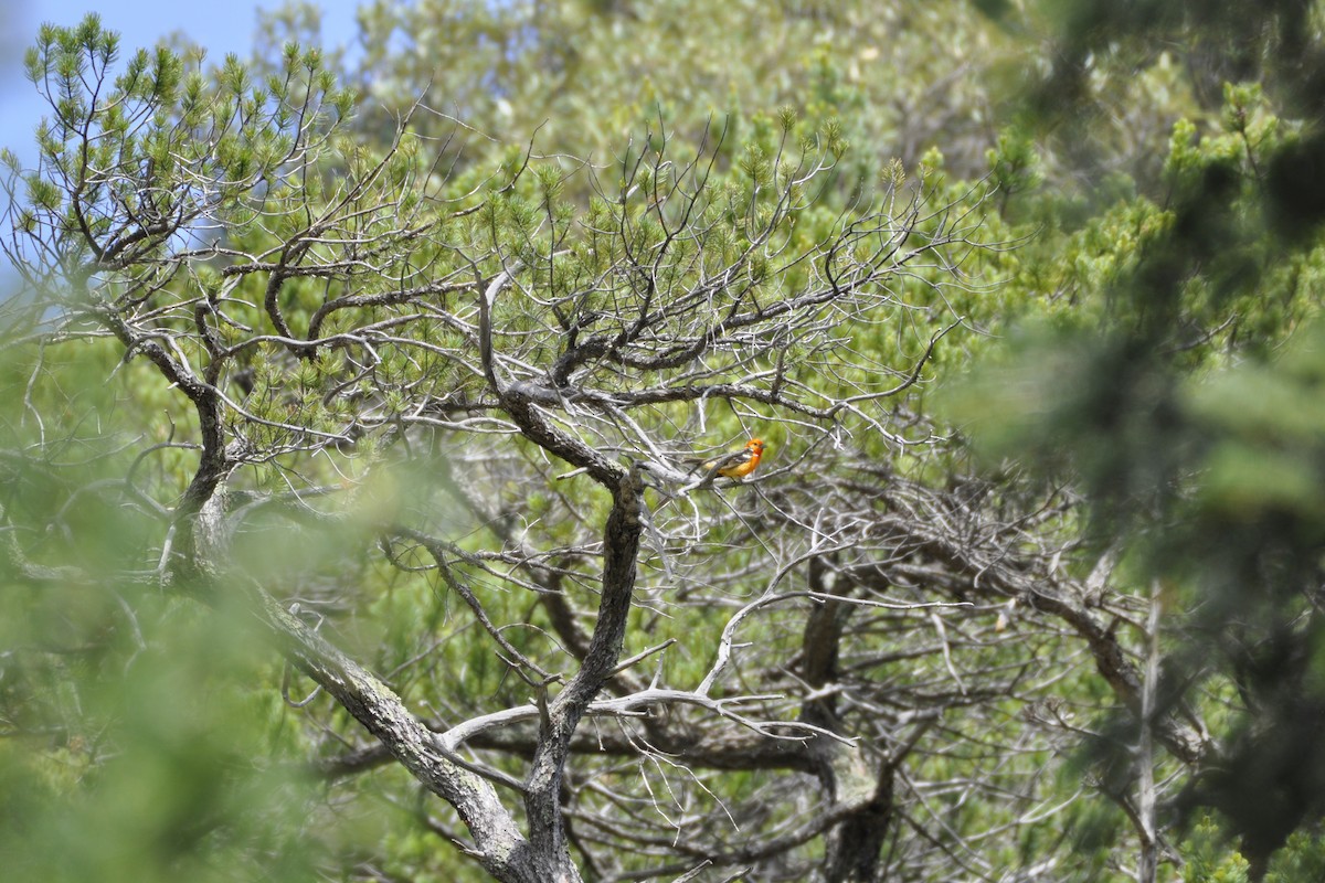 Flame-colored Tanager - ML642659006